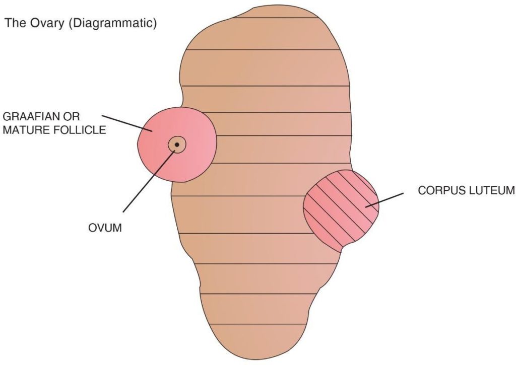 fertilization-pregnancy-and-lactation-cropimpi-research-and-development